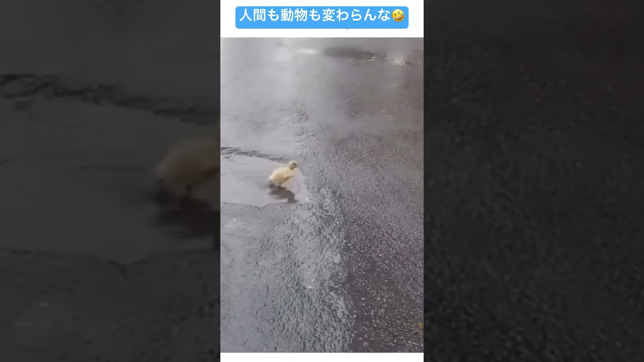 親に注意されるヒヨコ