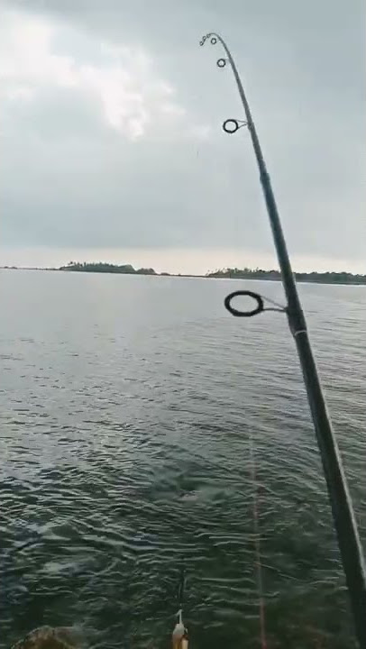 cumi karang nus karang