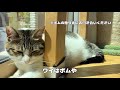 【保護猫】日向ぼっこしながら寝て語りかけてくる猫