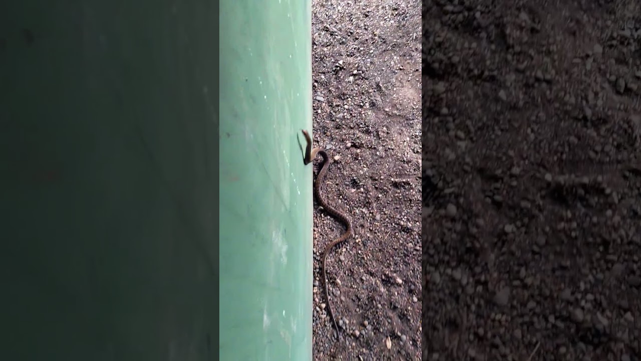 Unexpected Snake Visit! Captured on LIVE Camera! 😵📸 