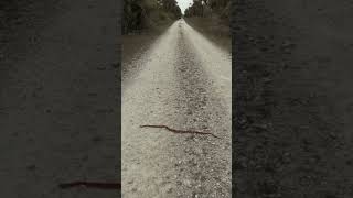 Watching a Corn Snake Cross the Road ￼