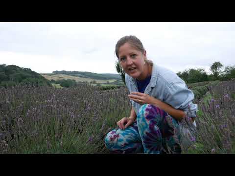 Video: Tipy pro sběr levandule – zjistěte, jak sklízet rostliny levandule