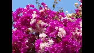 Toba Dream 4 (Viky Sianipar, Alsant Nababan & Ruth Sihotang): Sai Anju Ma Ahu