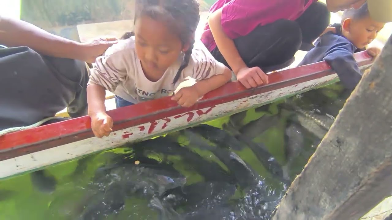 Tuipui D sangha an tam leh nghal tawh hle, an lian si, an ngam si. Kan chul vel  thei. 