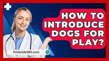 How To Introduce Dogs For Play? - PetGuide360.com