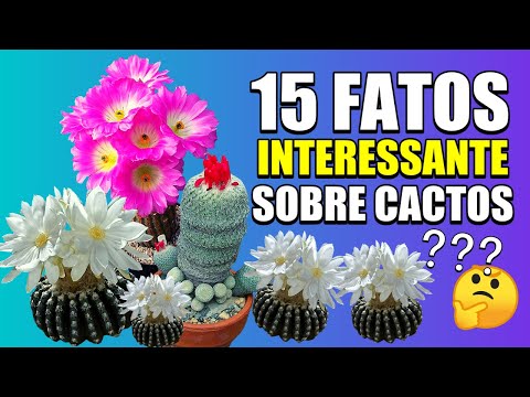 Vídeo: Fatos Interessantes Sobre Cactos