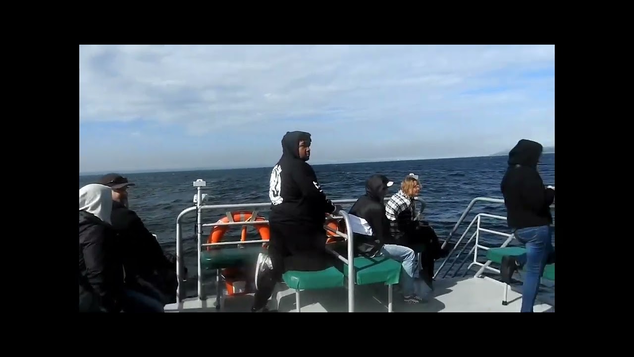 Ocean Wildlife & Orca Exploration, Victoria BC / Day 5, August 22, 2022