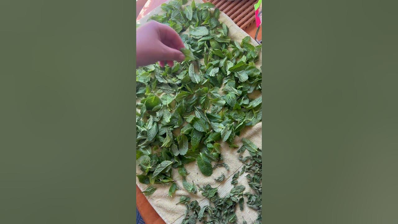 How to dry fresh mint leaves at home! 