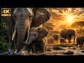 Majestic Elephants in Stunning 4K ULTRA HD 🐘 | A Relaxing Documentary About Animals
