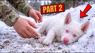 [ PART 2 ] Disgraced Navy Medic Saved a White Puppy… Then Learned It Wasn’t Really a Dog