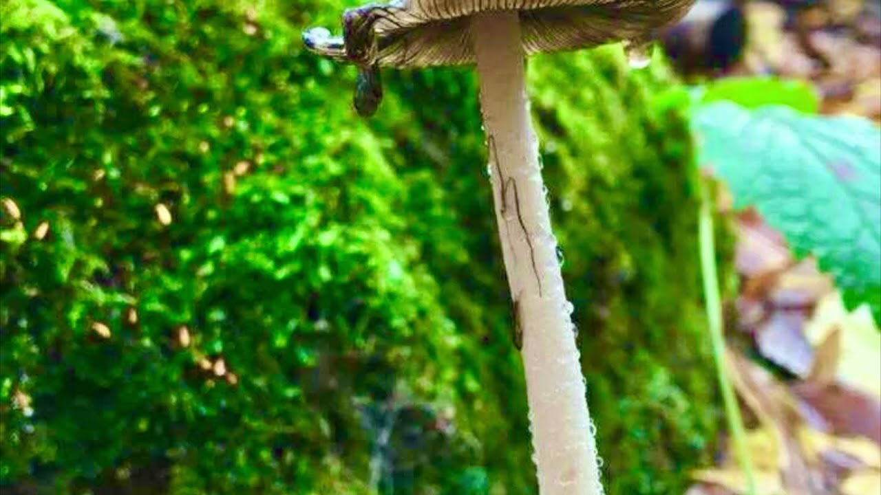 Jonas Jonasson:Algot,Anna Stina és az áldott pálinka 5.rész