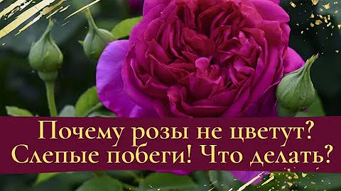 Почему розы не цветут? Слепые побеги. Что делать?