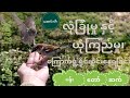 ပန်းတော်ဆက် 🐦ထိုင်းမြေက ငှက်လေးများ🐦 #birds #thailand #safeforanimals