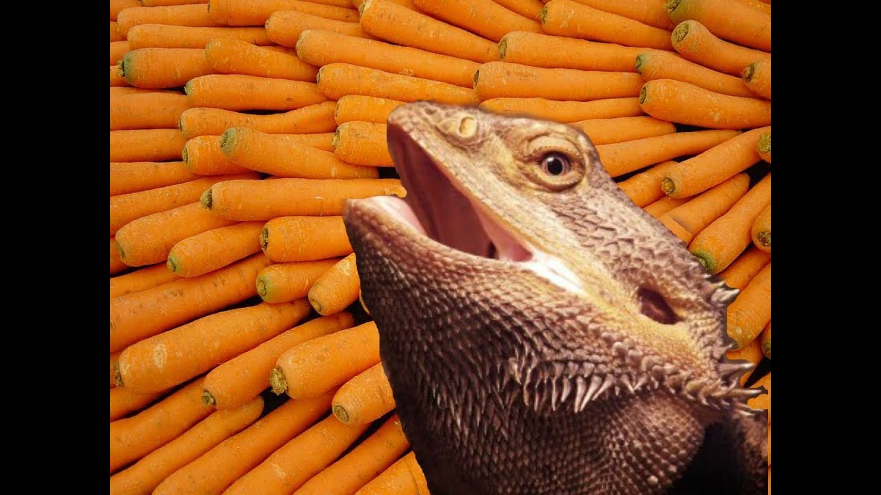 BEARDED DRAGON EATS CARROTS YouTube