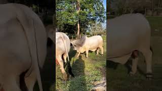 Ginuk - ginuk #shorts #sapi #ginukginuk