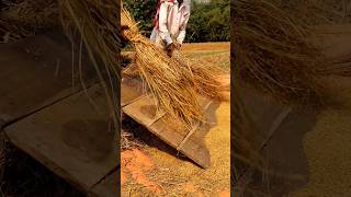 Moment of Paddy Threshing #shorts