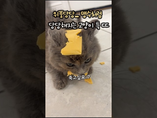 맹수마냥 위풍당당해지는 고양이 특징 ㄷㄷ