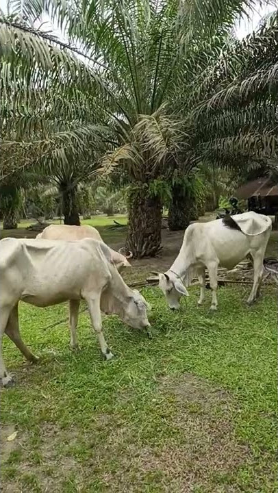 Lagi Ngapain Itu Ngumpet di Kebun Sawit