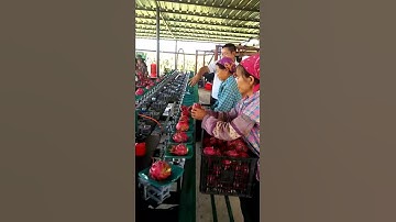 Automatic citrus fruit sorting machine auto onion size or weight grading machine