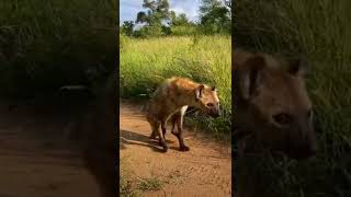 Whats Wrong With This Hyena