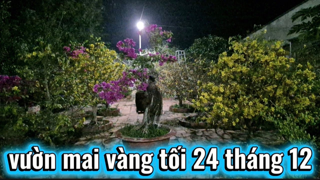 Vườn mai vàng tối 24 tháng 12 Châu ngọc vlog & bonsai 