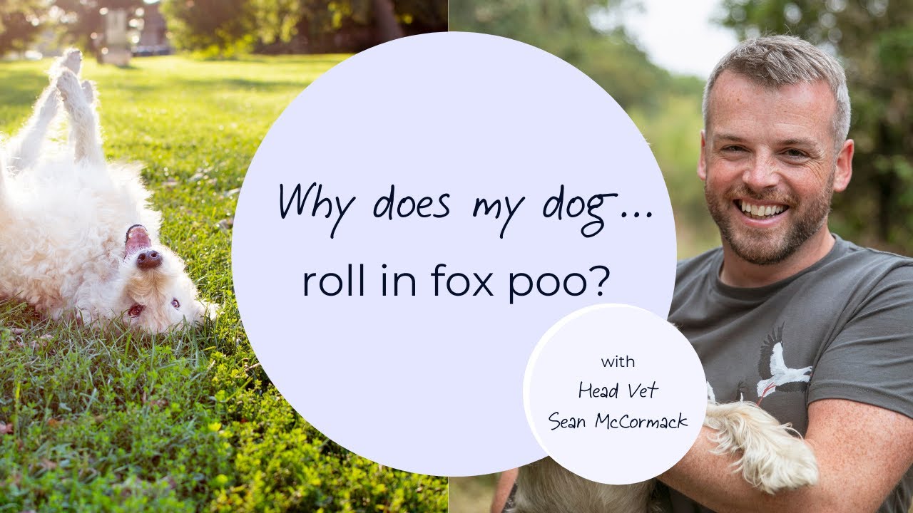 why does my dog roll in fox poo