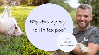 Why does my dog roll in fox poo? - YouTube