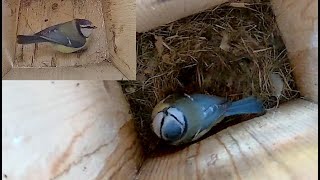 2024-04-28 Blue Tit Nesting