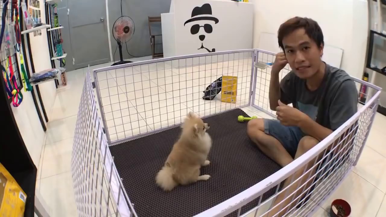 Cách huấn luyện chó cơ bản (#4 – Bản Livestream) Dạy cún NGỒI, NẰM | Chi tiết | BossDog
