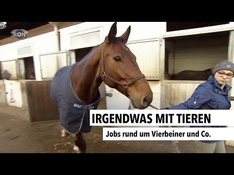 Video: Welche Berufe Sind Mit Der Arbeit Mit Tieren Verbunden