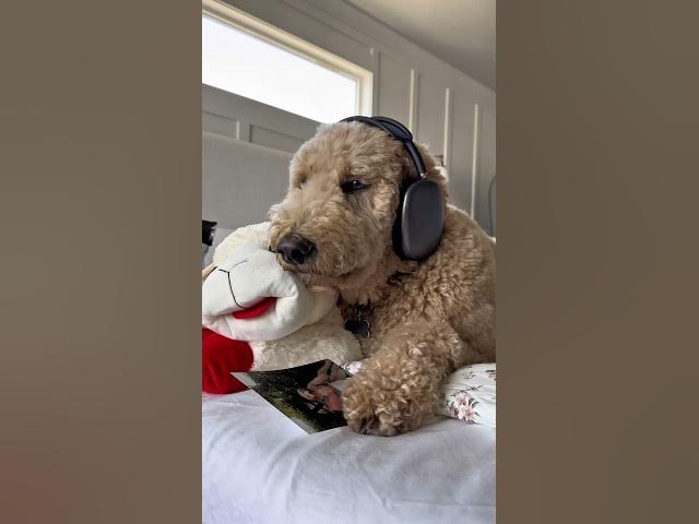 Glad he didn’t overreact #dogs #dogcomedy
