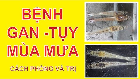 PHÒNG TRỊ BỆNH GAN TỤY TRÊN TÔM TRONG MÙA MƯA BÃO - CÁCH PHÒNG VÀ TRỊ HIỆU QUẢ|Âu Mỹ AEC