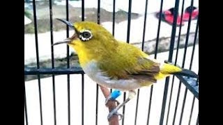 Cara Bikin Burung Pleci 1 Minggu Langsung Gacor, Ngeplong