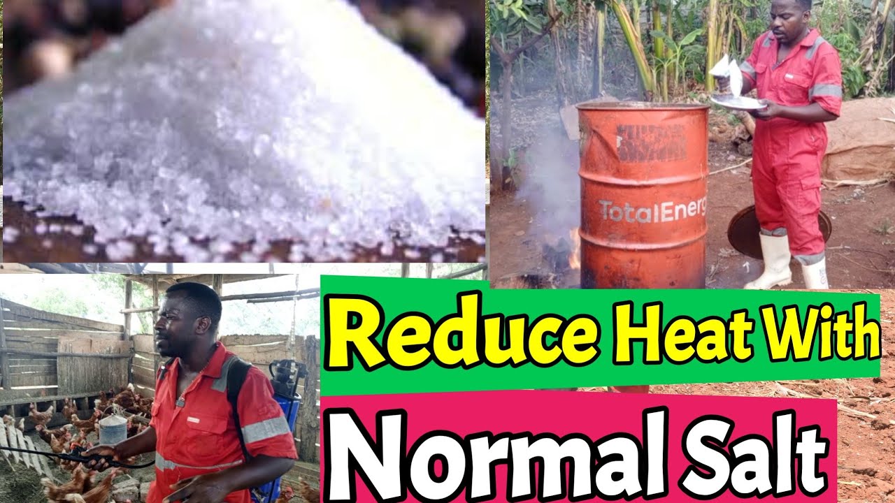 КАК Я ИСПОЛЬЗУЮ СОЛЬ ДЛЯ ПРЕДОТВРАЩЕНИЯ БОЛЕЗНЕЙ КУРИЦ