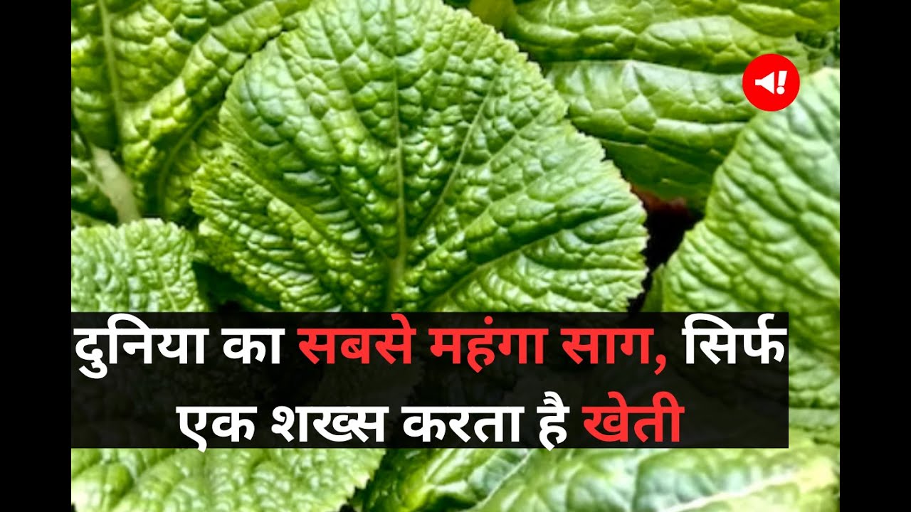 दुनिया का सबसे महंगा साग, सिर्फ एक शख्स करता है खेती World Most