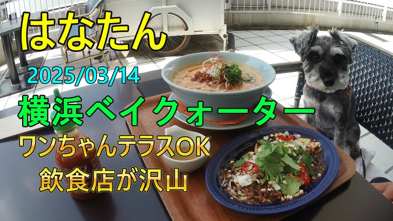 横浜ベイクォーター  ワンちゃんテラスOKの飲食店が沢山