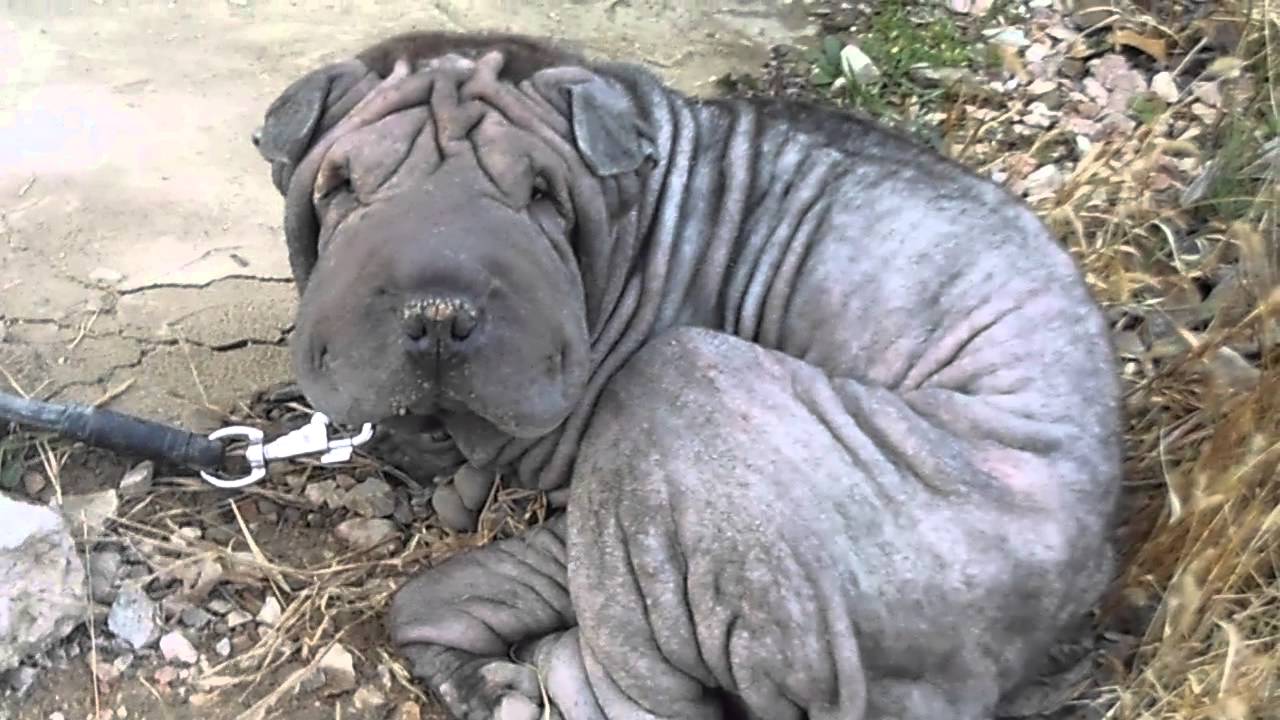 Морщинистая собака порода. Шарпей собака рост. Шарпей рост. Шарпей с человеком. Сколько лет живут шарпеи.