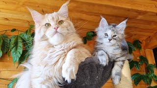 The Best Friends - Huge Maine Coon and Small Kitten!