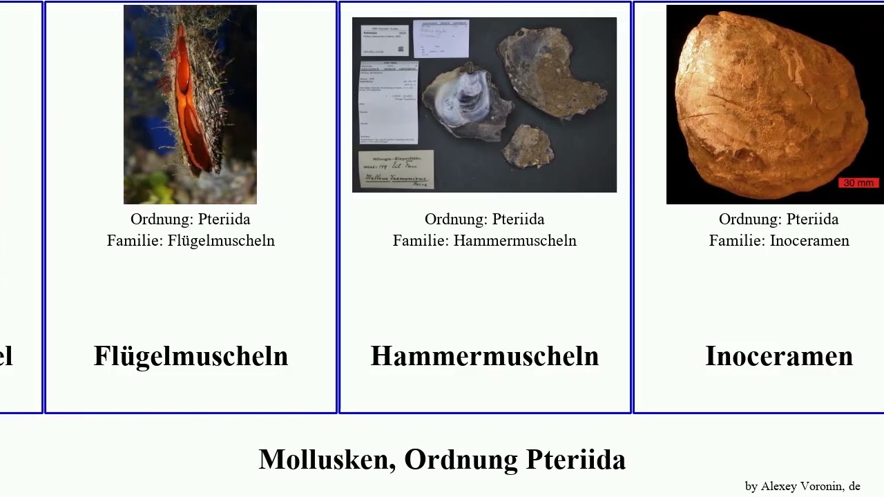 Mollusken, Ordnung Pteriida mollusca sterna Dan Inoceramen Steckmuschel Flügelmuscheln Weiße Akoya