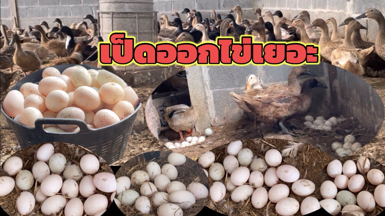 #เก็บไข่เป็ดกองใหญ่ๆฟองโตๆ#ฟาร์มเป็ดไข่สร้างรายได้# - YouTube
