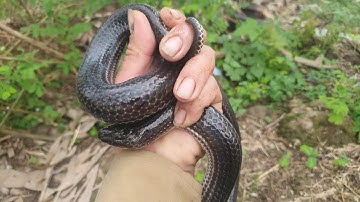 Bẫy rắn ( tập 185 ) thăm luồng bẫy mới thấy cũng hơi sướng sướng # xua hướng # săn bắt @