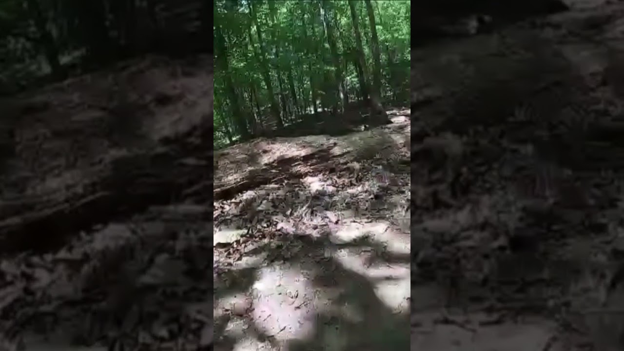 Slamming into a tree 