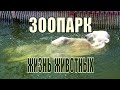 Зоопарк!! Жизнь животных.