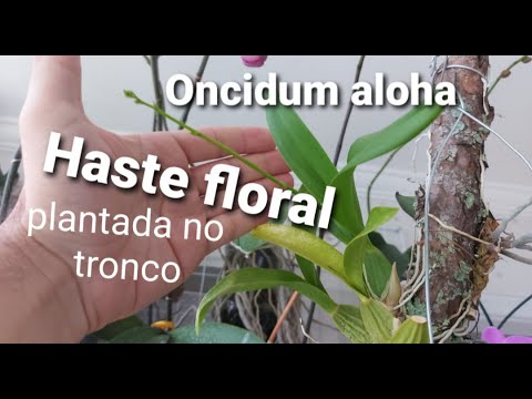 Oncidium aloha no tronco soltando haste floral (orquídea chuva-de-ouro) -  thptnganamst.edu.vn
