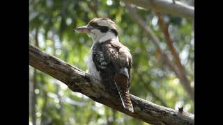 Kookaburras Laughing Dacelo Novaeguineae The Laughing Kookaburra