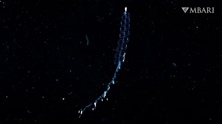 Weird and Wonderful: This little siphonophore has a big impact on deep-sea food webs