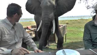 Zimbabwe Bull Elephant Crashes Into Tourists at Mana Pools