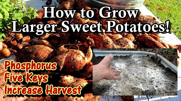 Grow More & Bigger Sweet Potatoes! - Phosphorus/Fertilizing, Soil Temp, Spacing, Watering & Curing - DayDayNews