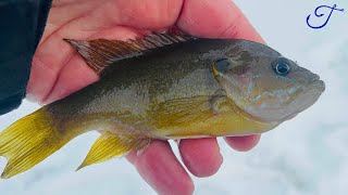 Mistakes were Made (costly ones) Quest Ep 28: Green Sunfish (Lepomis cyanellus)
