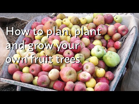 Wideo: Jak sadzić drzewa owocowe: porady i wskazówki